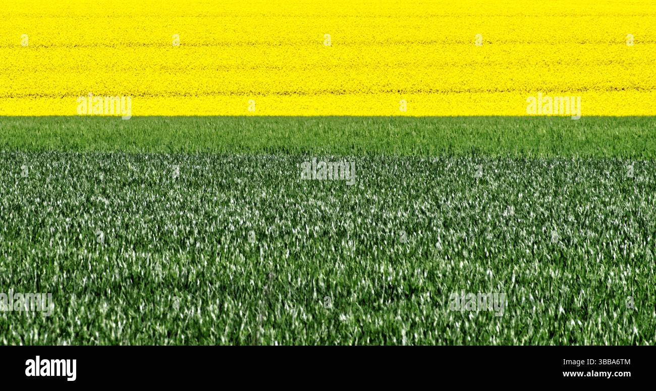 Le champ de colza jaune rencontre la culture de céréales vertes créant un paysage bicolore saisissant sous la lumière du soleil, un témoignage de la diversité agricole et Banque D'Images