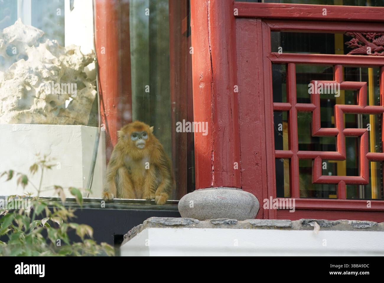 (250515) -- BRUXELLES, le 15 mai 2025 (Xinhua) -- Un singe chinois à nez doré est vu au zoo Pairi Daiza à Brugelette, province du Hainaut, Belgique, le 14 mai 2025. Trois rares singes chinois dorés au nez snub sont arrivés au zoo mercredi dans le cadre d'un contrat de location de 10 ans. Le trio de singes dorés Qinling a été transporté par avion de la province du Shaanxi, dans le nord-ouest de la Chine, dans le cadre d'un pacte de coopération scientifique entre l'Association chinoise pour la conservation de la faune sauvage (CWCA) et le zoo. Le mâle d'entre eux, appelé Liu Yun, est né en avril 2019, et ses compagnons, lu lu lu et Juan Juan, sont nés à M. Banque D'Images