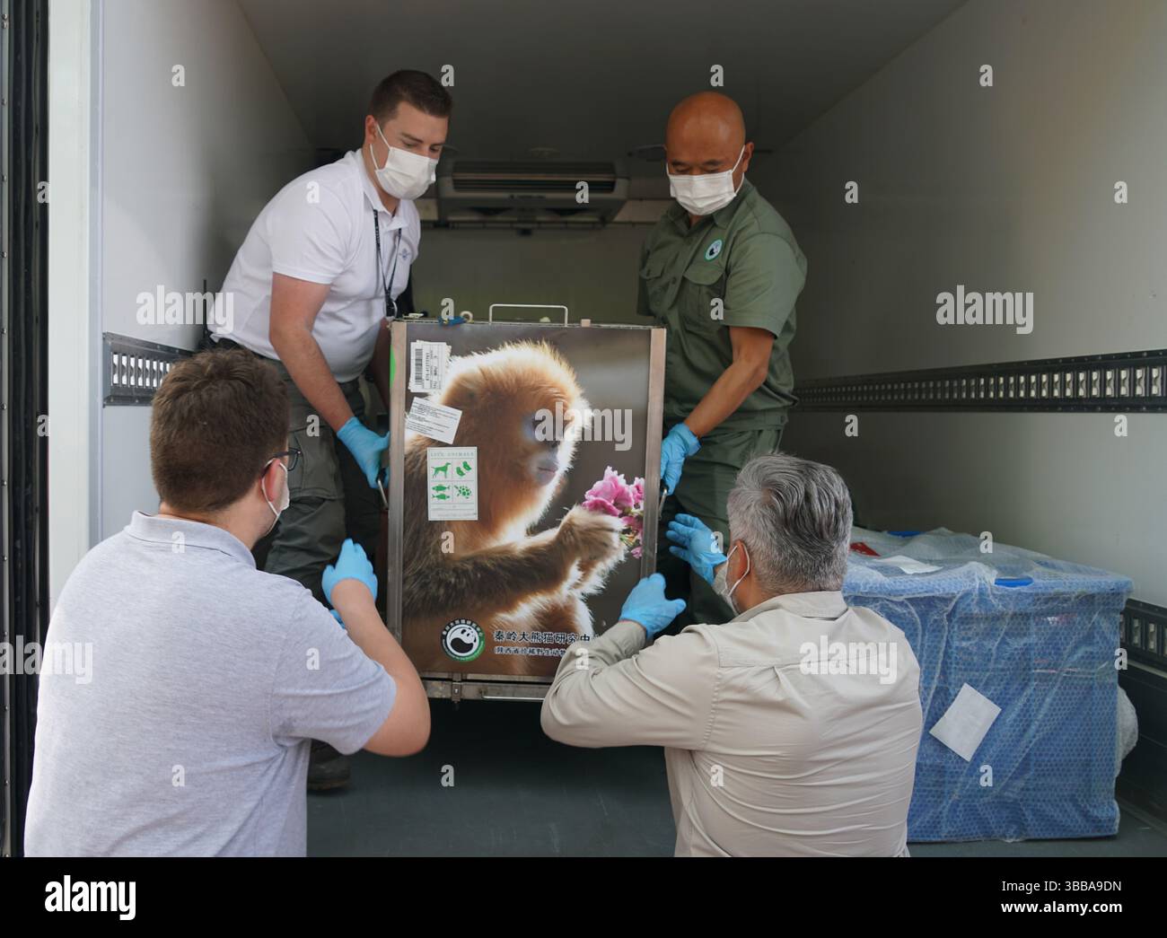(250515) -- BRUXELLES, 15 mai 2025 (Xinhua) -- des membres du personnel transfèrent un singe chinois au nez doré au zoo Pairi Daiza à Brugelette, province du Hainaut, Belgique, le 14 mai 2025. Trois rares singes chinois dorés au nez snub sont arrivés au zoo mercredi dans le cadre d'un contrat de location de 10 ans. Le trio de singes dorés Qinling a été transporté par avion de la province du Shaanxi, dans le nord-ouest de la Chine, dans le cadre d'un pacte de coopération scientifique entre l'Association chinoise pour la conservation de la faune sauvage (CWCA) et le zoo. Le mâle d'entre eux, appelé Liu Yun, est né en avril 2019, et ses compagnons, lu lu lu et Juan Juan, Banque D'Images
