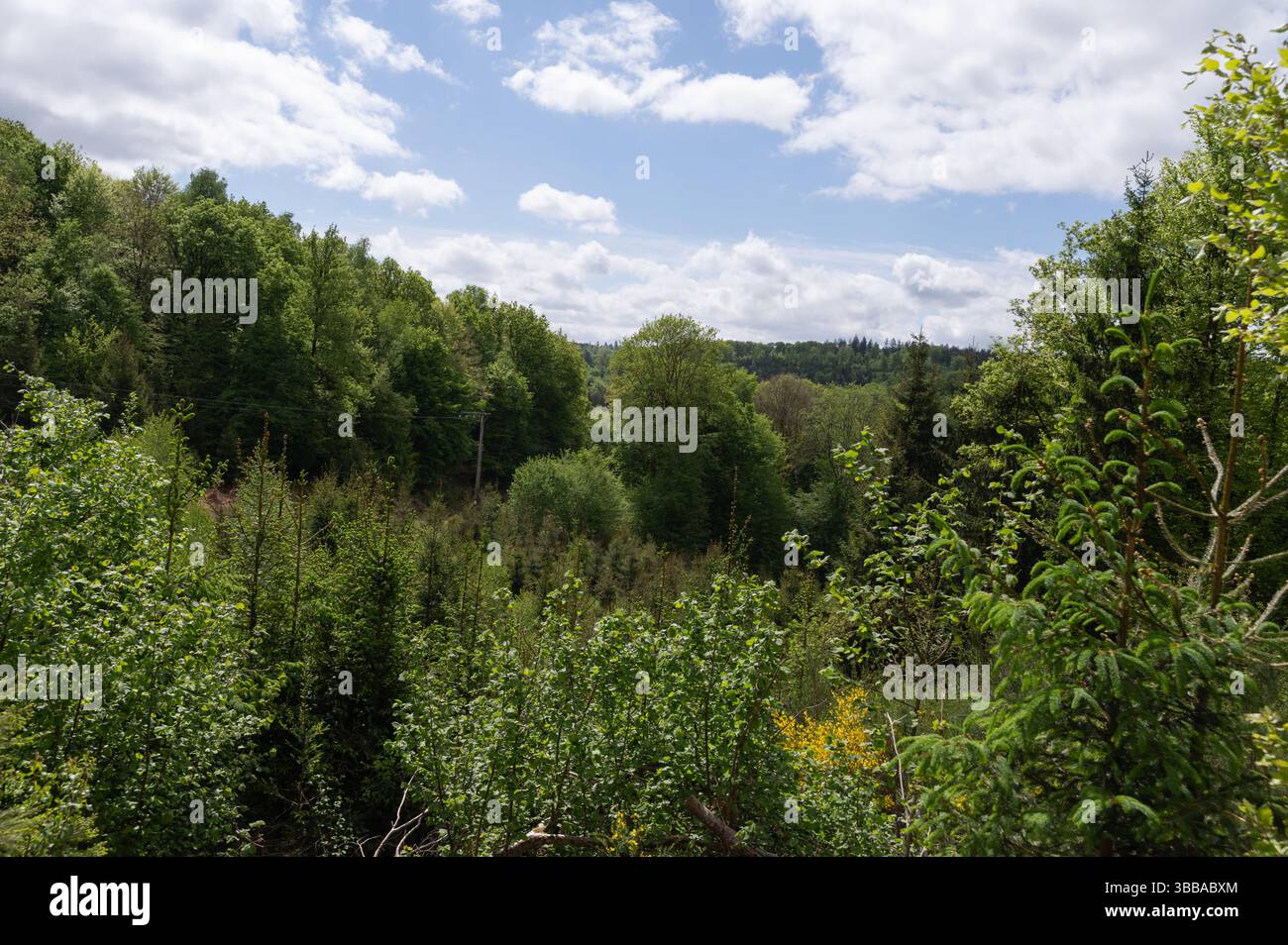 Une belle et luxuriante forêt verte remplie de feuillage vibrant, accompagnée d'un ciel bleu clair s'étendant sans fin en arrière-plan Banque D'Images