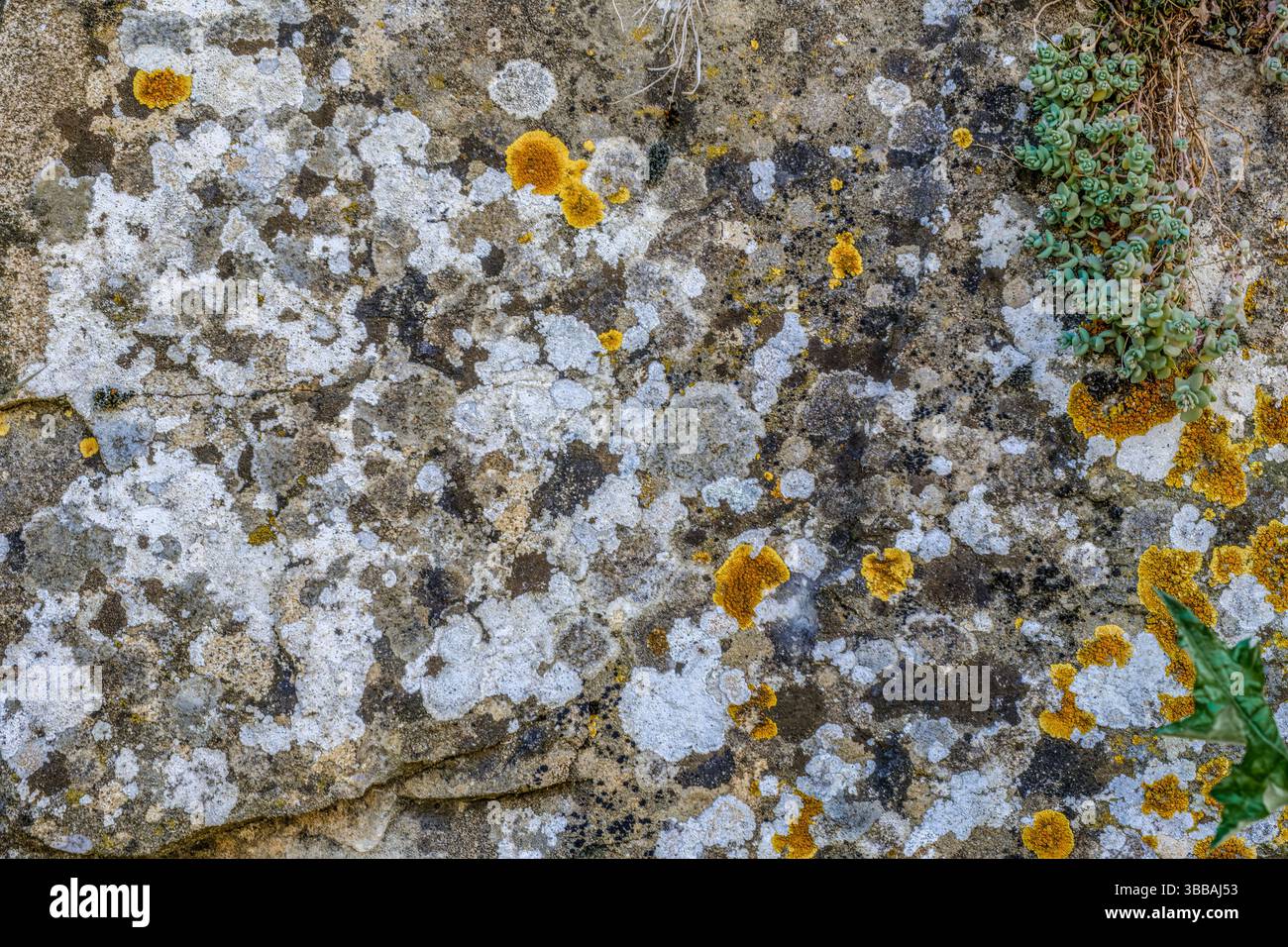 Texture murale en pierre ancienne avec mousse et lichens. Surface rocheuse altérée avec mousse verte et lichens colorés. Parfait pour les arrière-plans et le design Banque D'Images
