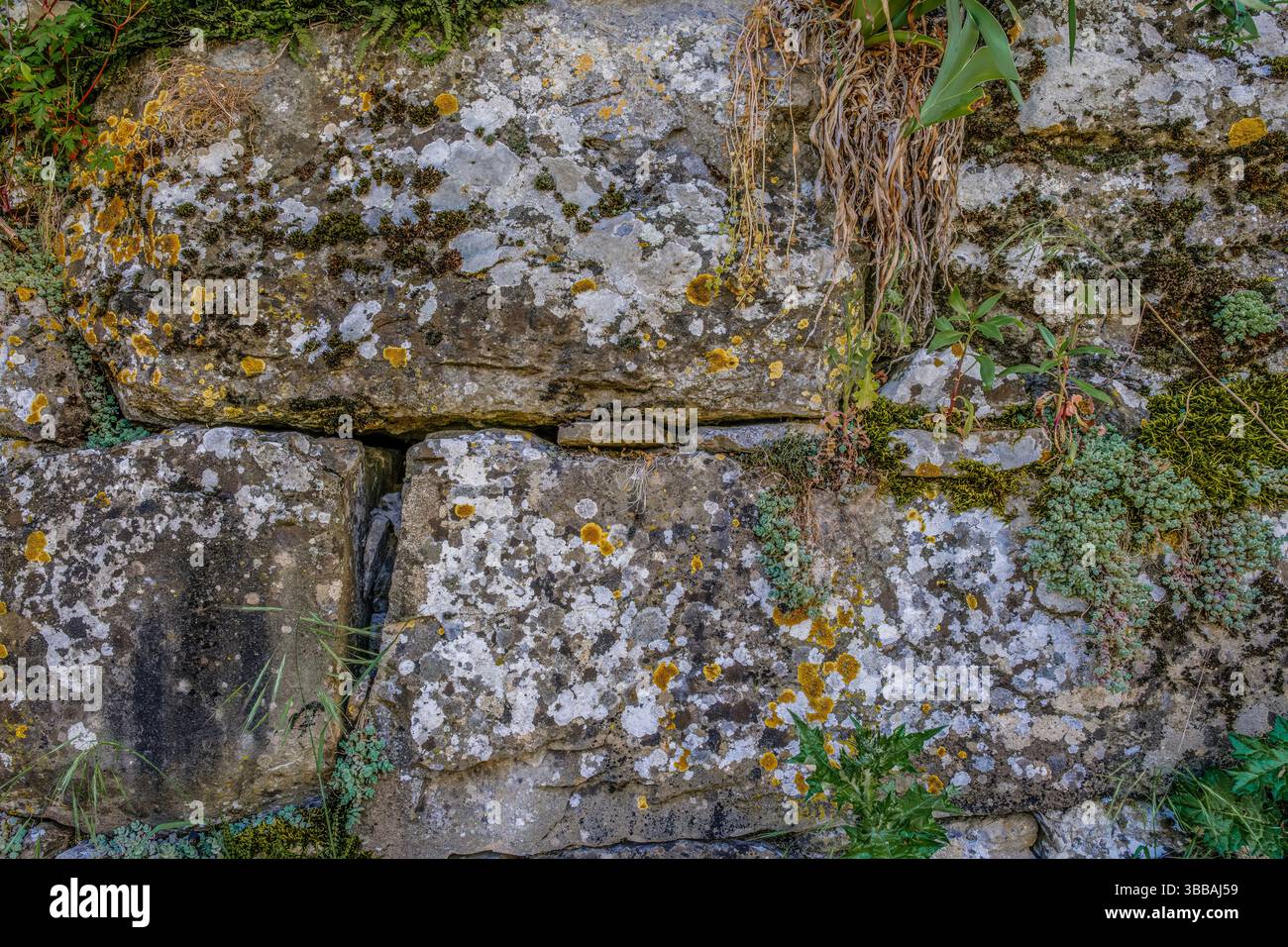 Vieille texture de mur de pierre avec mousse et lichens. Ancienne surface rocheuse altérée avec de la mousse verte, des lichens jaunes et blancs créant une tape abstraite naturelle Banque D'Images