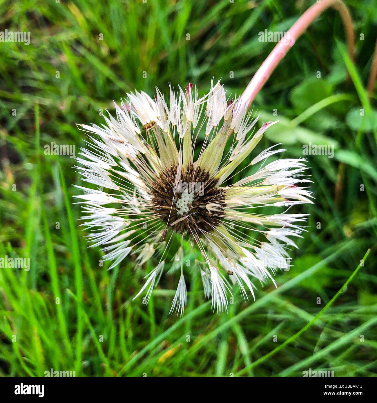 Tête de pissenlit / taraxacum allant à la graine. Banque D'Images