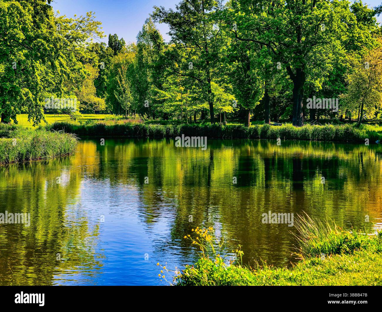 Étang tranquille entouré d'arbres verts luxuriants et de végétation, reflétant la beauté naturelle et la sérénité d'un cadre paisible de parc, idéal pour la détente et l'appréciation de la nature. Photos de stock Banque D'Images Étang tranquille entouré d'arbres verts luxuriants et de végétation, reflétant la beauté naturelle et la sérénité d'un cadre paisible de parc, idéal pour la détente et l'appréciation de la nature. Photos de stock Banque D'Images