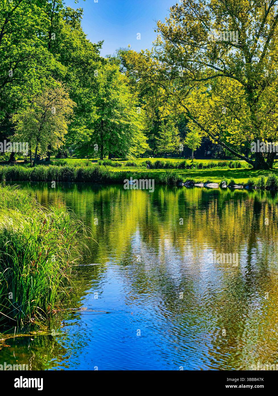 Étang tranquille entouré d'arbres verts luxuriants et de végétation, reflétant la beauté naturelle et la sérénité d'un cadre paisible de parc, idéal pour la détente et l'appréciation de la nature. Photos de stock Banque D'Images Étang tranquille entouré d'arbres verts luxuriants et de végétation, reflétant la beauté naturelle et la sérénité d'un cadre paisible de parc, idéal pour la détente et l'appréciation de la nature. Photos de stock Banque D'Images