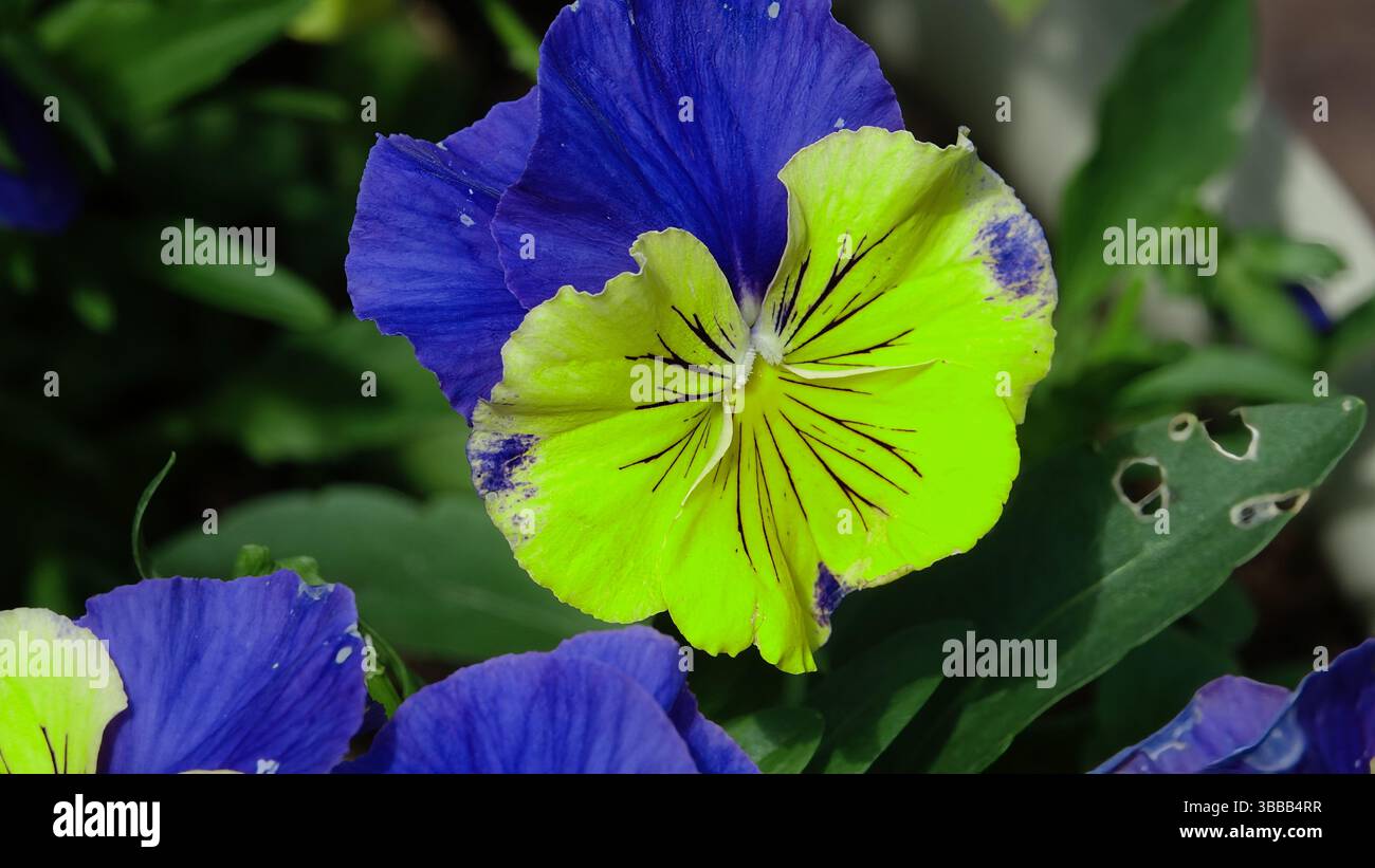 Gros plan sur les fleurs vibrantes de la pensée violette et jaune en fleurs Banque D'Images