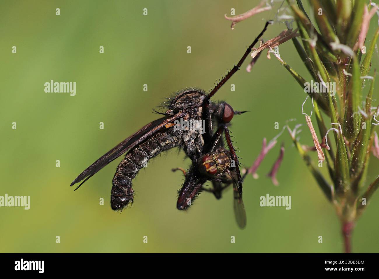Dance Fly Empis tessellata (mâle) avec proie Banque D'Images