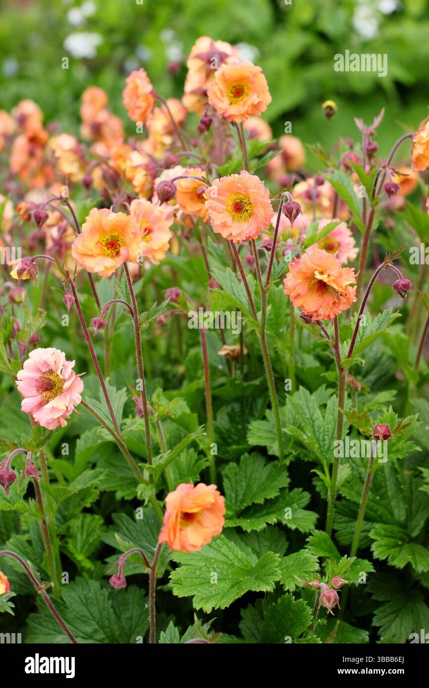 Geum 'mai Tai' avens. Une floraison herbacée vivace florifère dans une bordure de jardin de printemps tardif. ROYAUME-UNI Banque D'Images