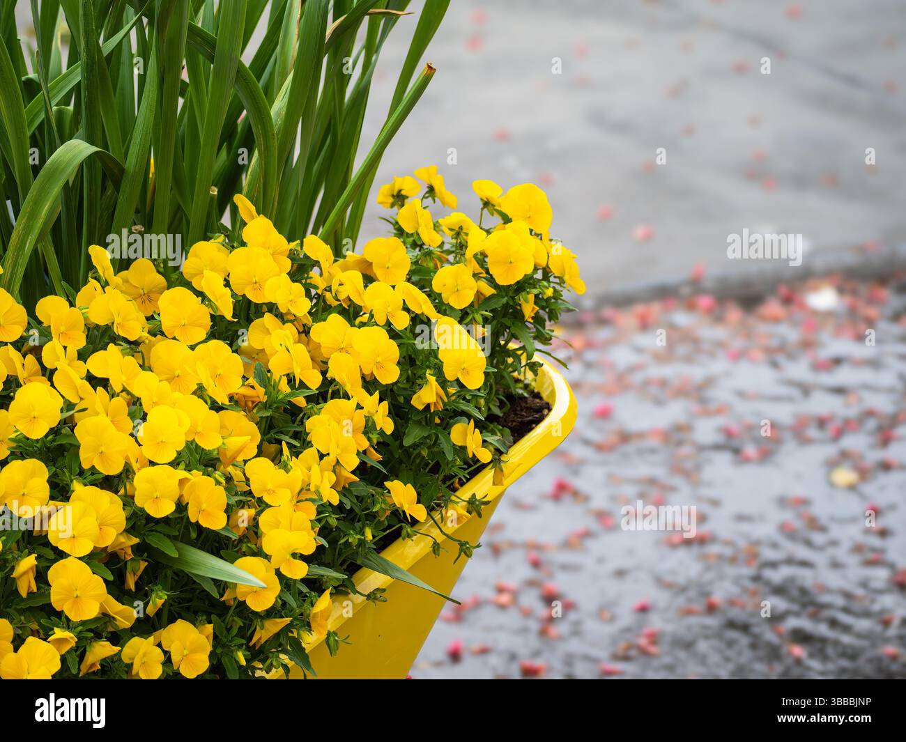 Un affichage vibrant de pansies jaunes dans un planteur jaune vif, entouré de feuillage vert. L'arrière-plan présente un pavé flou et pluvieux avec SC Banque D'Images
