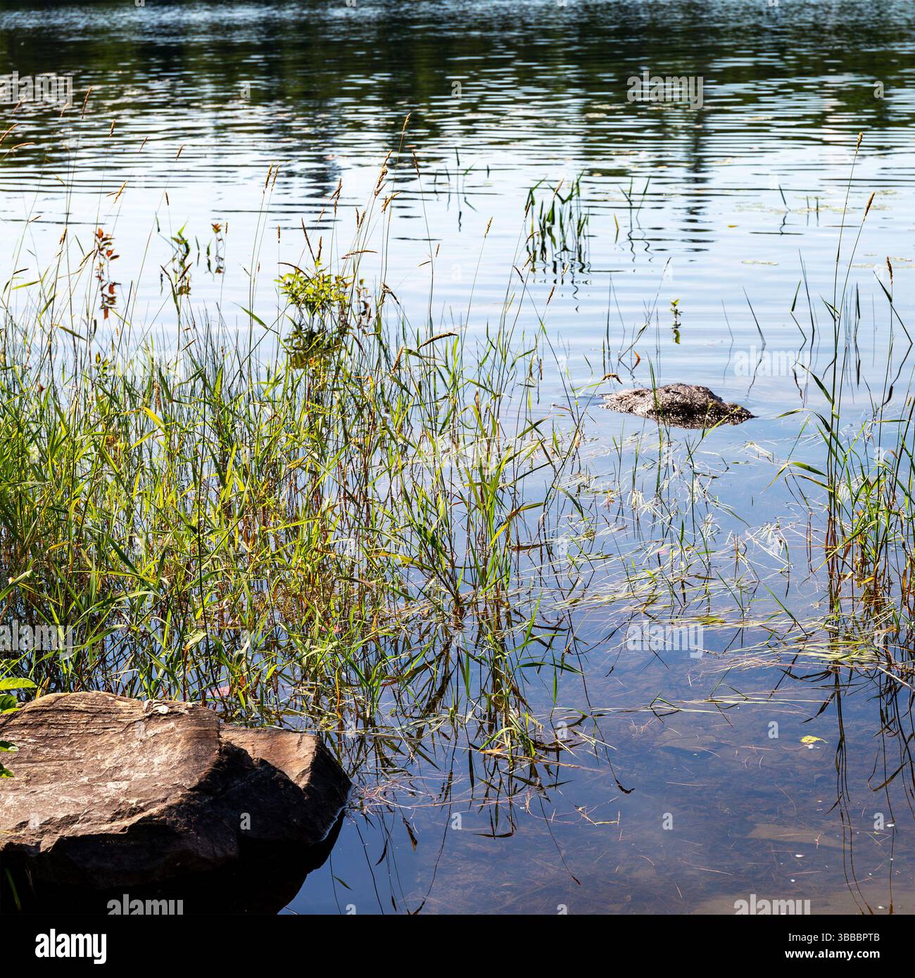 Sanborn Pond avec une vue rapprochée sur les rochers et l'herbe en été dans le Maine. Banque D'Images