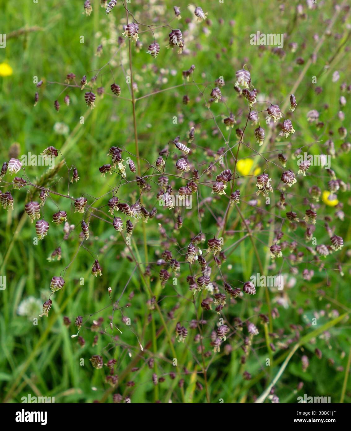 Quaking grass (Briza media) dans un champ, Angleterre, Royaume-Uni Banque D'Images