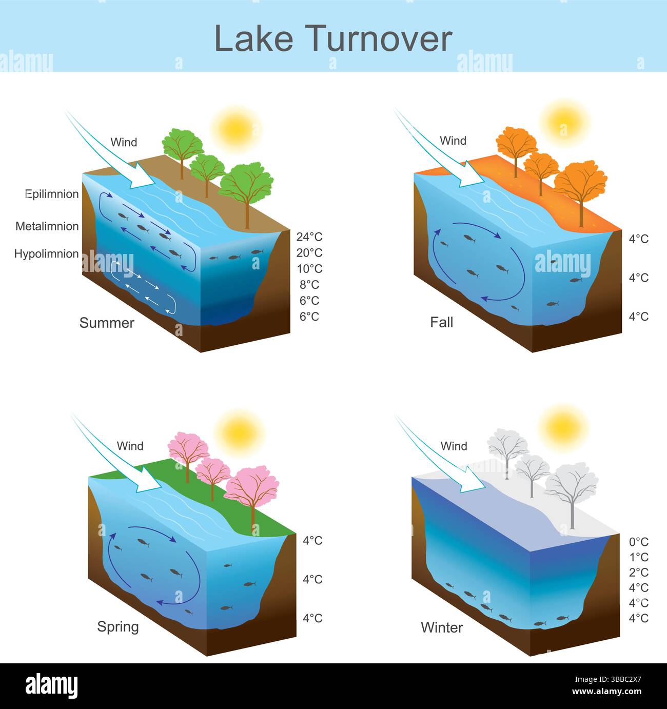 Diagramme de renouvellement du lac montrant le mélange saisonnier de l'eau Illustration de Vecteur