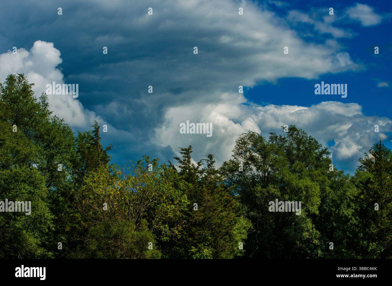 cimes d'arbres vertes sous un ciel bleu plein de nuages Banque D'Images