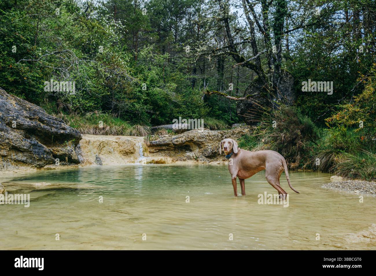 Chien athlétique Weimaraner se rafraîchissant dans les eaux cristallines du bassin calcaire naturel avec petite cascade dans un cadre boisé. Weimaraner au gemme caché s Banque D'Images