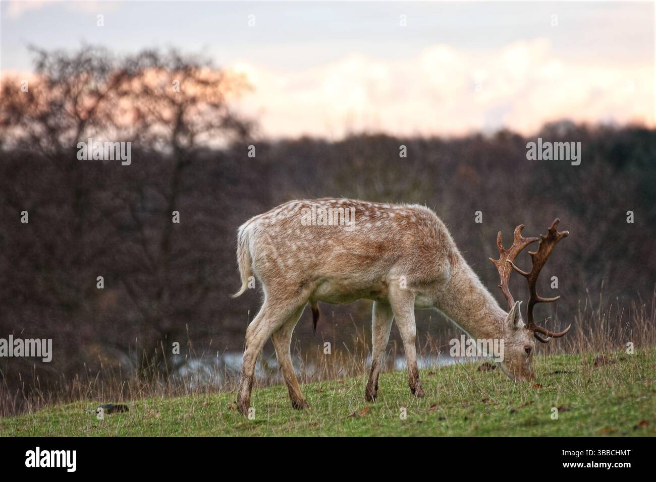 Cerfs mâles en jachère pâturant dans la campagne au coucher du soleil Banque D'Images
