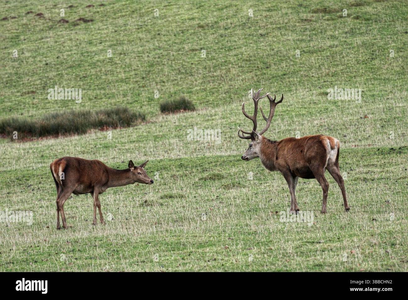 Deux cerfs rouges - une biche et un cerf se font face Banque D'Images