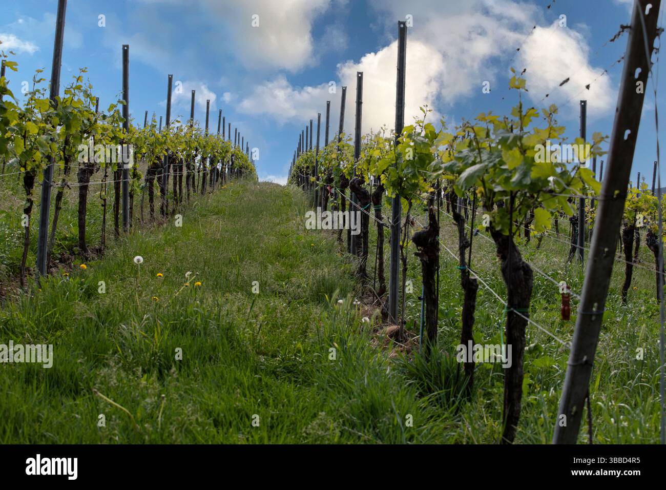 Vue ériale des vignobles verdoyants en été ensoleillé, montrant des rangées soignées et des collines ondulantes dans la région du Palatinat, en Allemagne. Banque D'Images