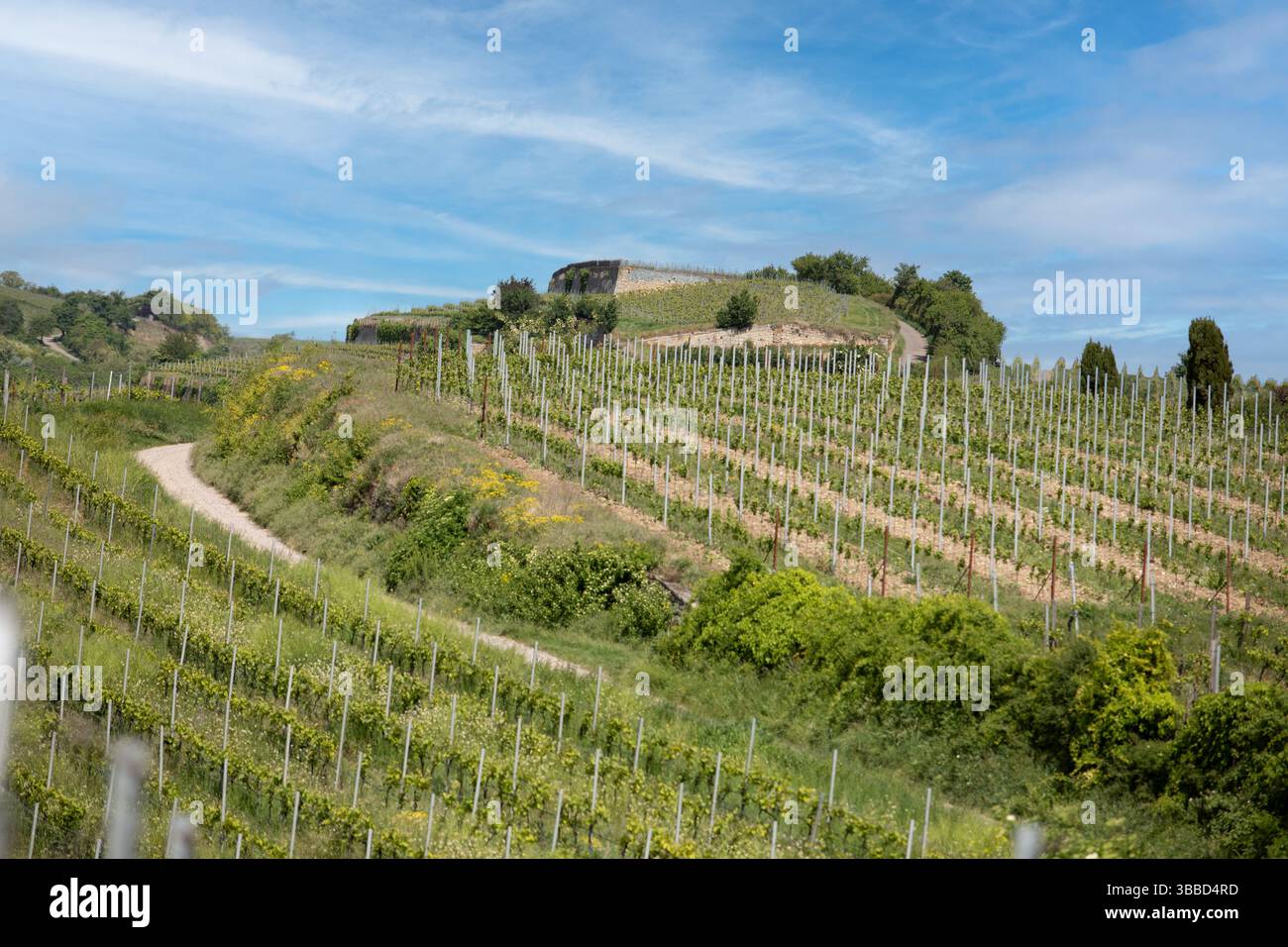 Vue ériale des vignobles verdoyants en été ensoleillé, montrant des rangées soignées et des collines ondulantes dans la région du Palatinat, en Allemagne. Banque D'Images