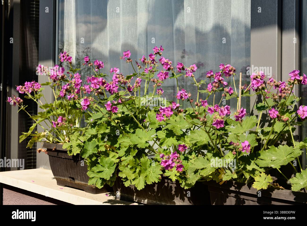 Grue de roche Geranium macrorrhizum dans des pots de fleurs sur le rebord de la fenêtre, Geranium macrorrhizum en pot fleurissant dans des fleurs roses sur le rebord de la fenêtre extérieur Banque D'Images