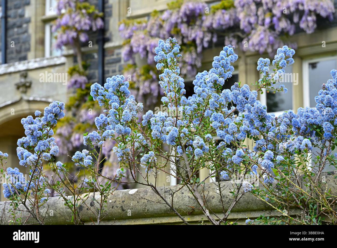 Fleurs printanières bleu pâle de Ceanothus ou de lilas californien poussant devant la maison Bodnant, drapées de wisteria mauve Banque D'Images