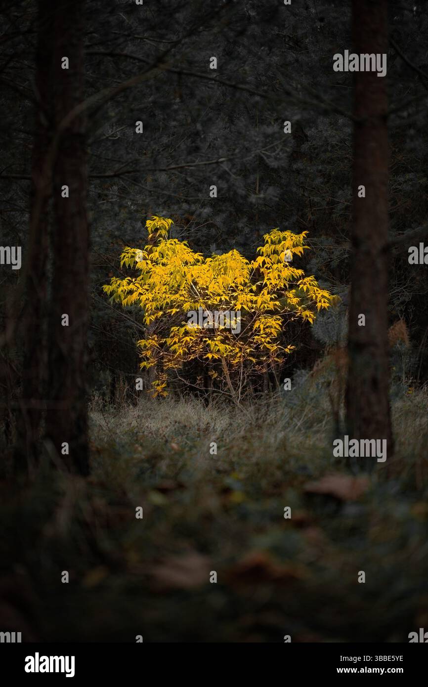 Un arbuste solitaire à feuilles jaunes éclate de couleur au milieu d'une forêt ombragée, son feuillage d'automne éclatant sur fond sombre Banque D'Images