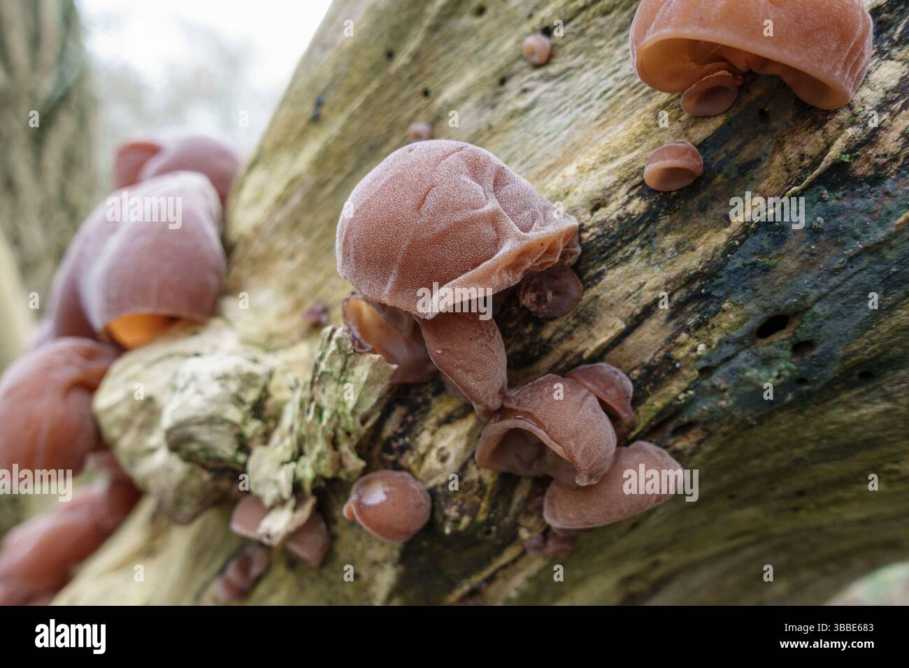 Champignon de l'oreille en gelée (Auricularia auricula-judae), un type de champignon, poussant sur un arbre sur le sentier de la Tamise à côté de la Tamise, Kew, Londres, Royaume-Uni. Banque D'Images