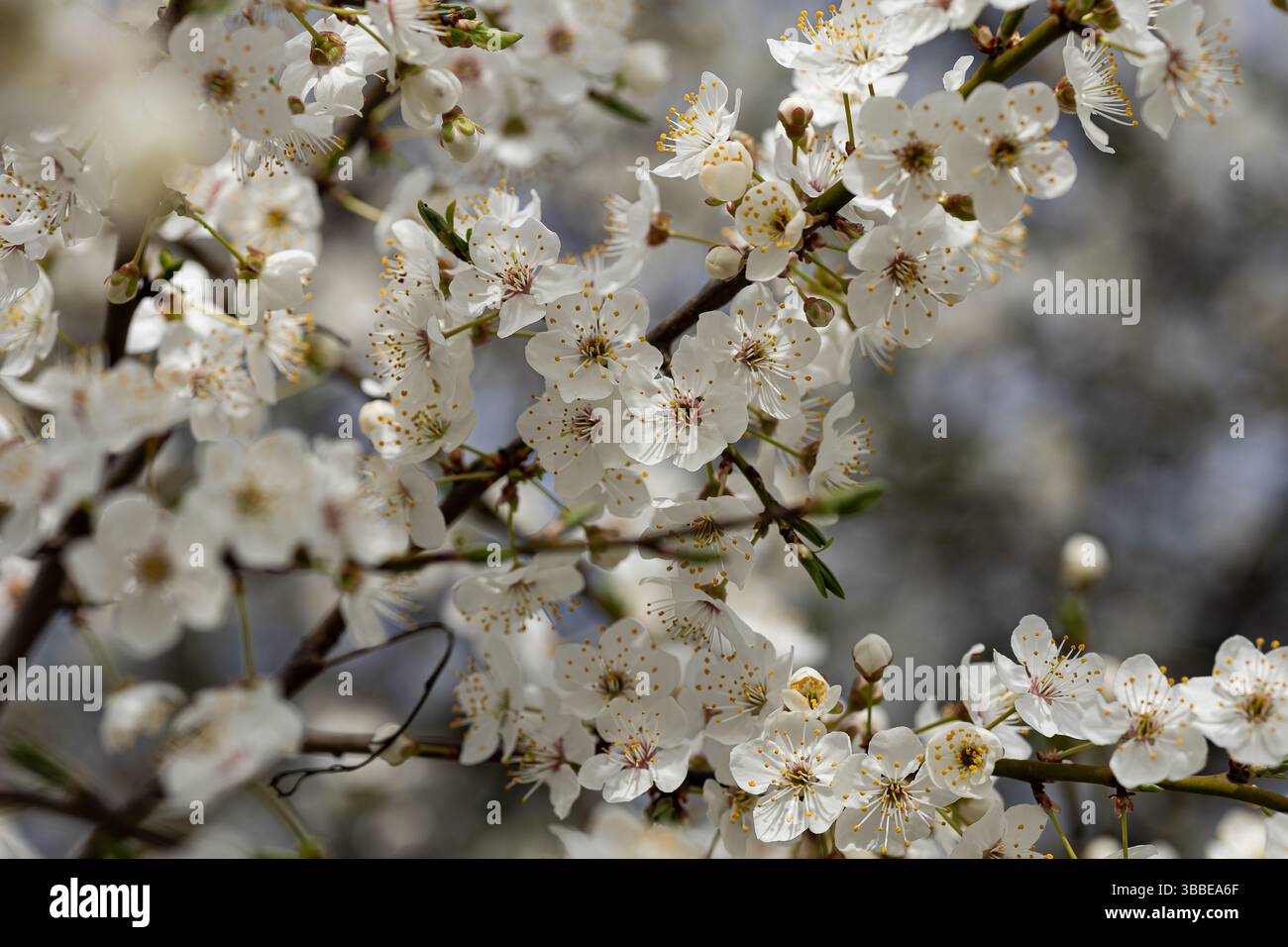 Gros plan de fleurs de prune cerise blanche en fleurs sur des branches d'arbres dans le jardin printanier avec un fond bokeh doux. Beauté botanique et saison de floraison Banque D'Images