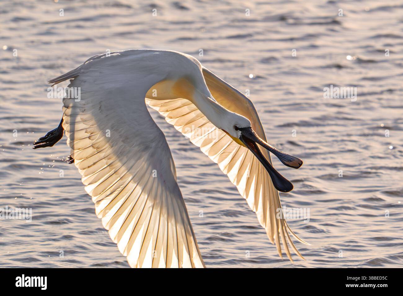 Bec de cuillère eurasien / bec de cuillère commun (Platalea leucorodia) adulte dans le plumage de reproduction décollant du lac au coucher du soleil au printemps Banque D'Images