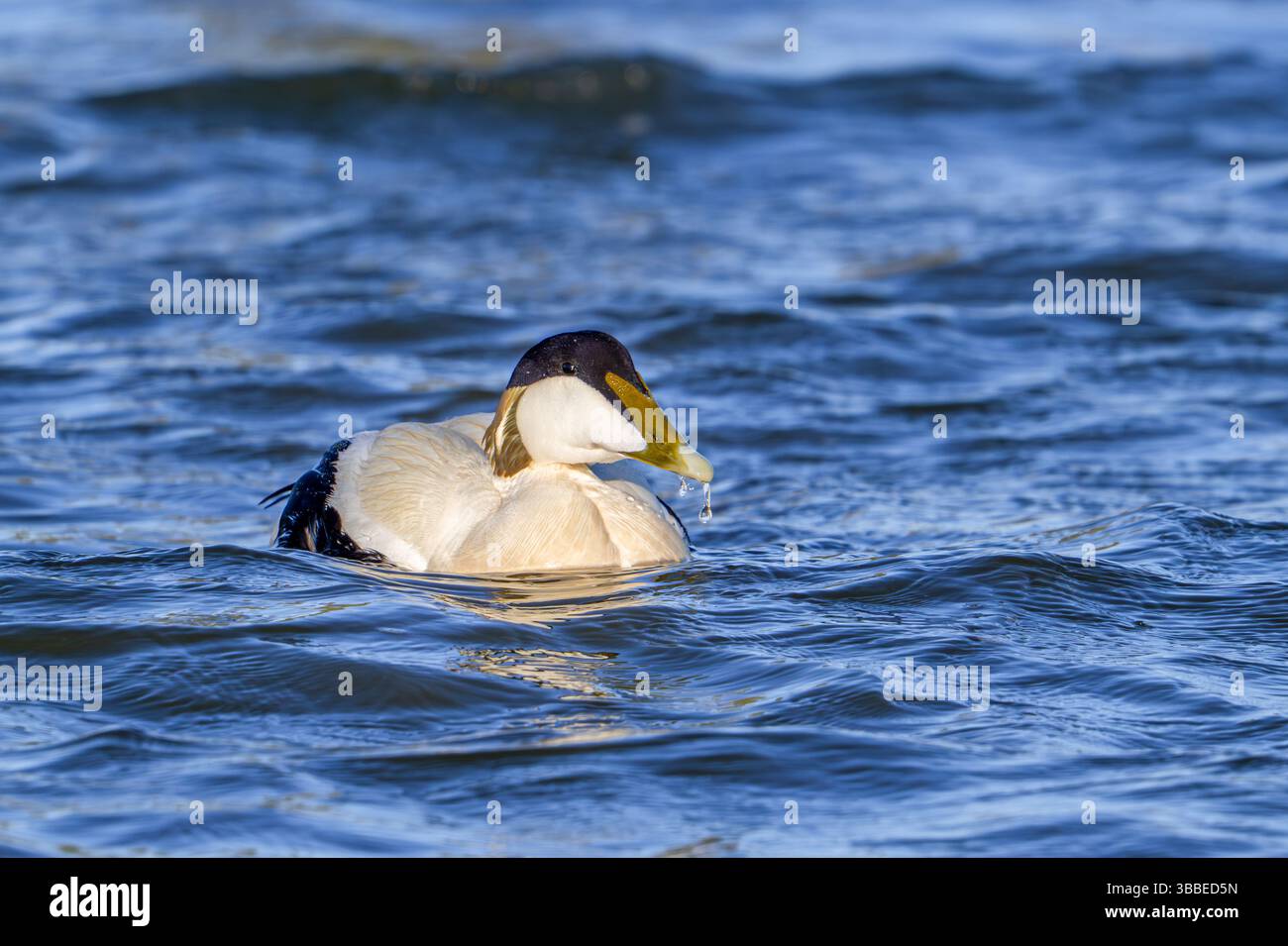 Eider à duvet (Somateria mollissima) mâle / drake dans le plumage de reproduction nageant le long de la côte de la mer du Nord au printemps Banque D'Images