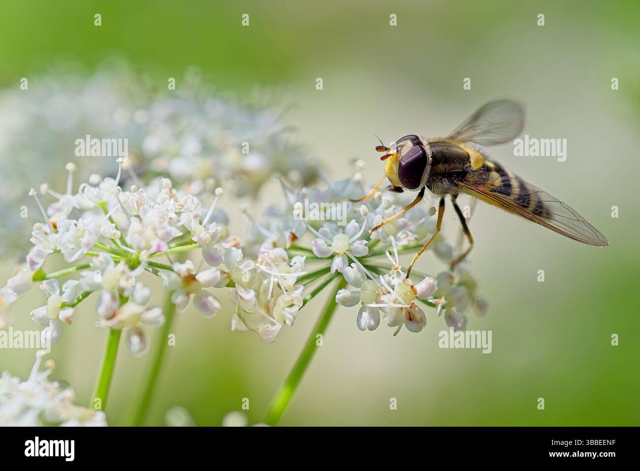 Liten hageblomsterflue ; Syrphus vitripennis Banque D'Images
