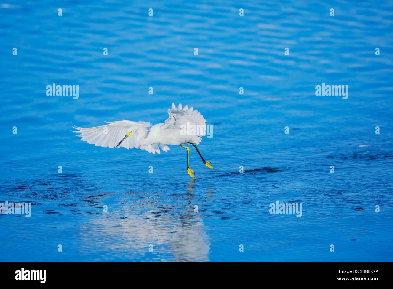 Vol de départ de Snowy Egret (Egretta thula), île de Sanibel, J.N. Ding Darling National Wildlife refuge, Floride, États-Unis Banque D'Images