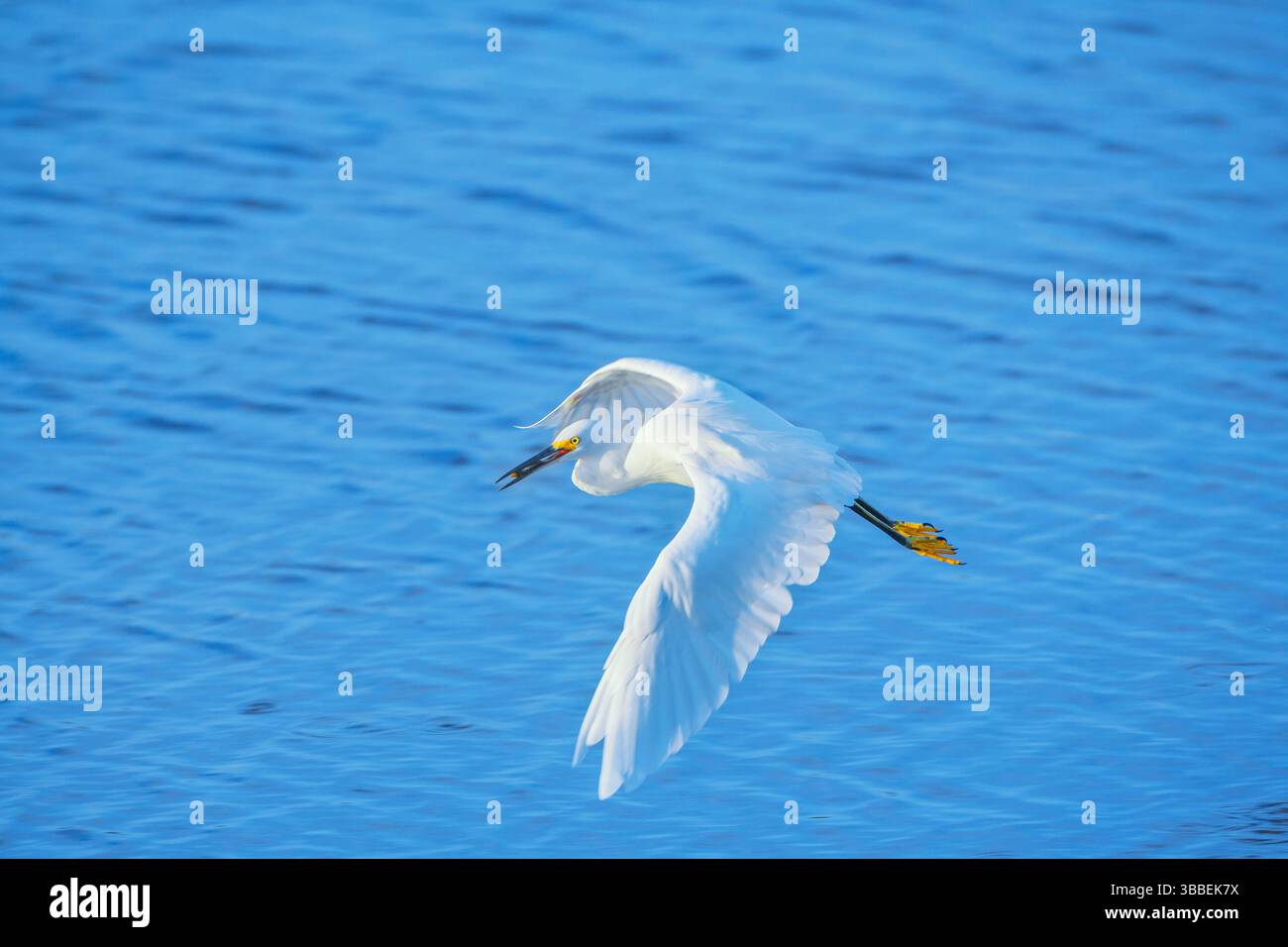 Egret de neige (Egretta thula) en vol, île de Sanibel, J.N. Ding Darling National Wildlife refuge, Floride, États-Unis Banque D'Images