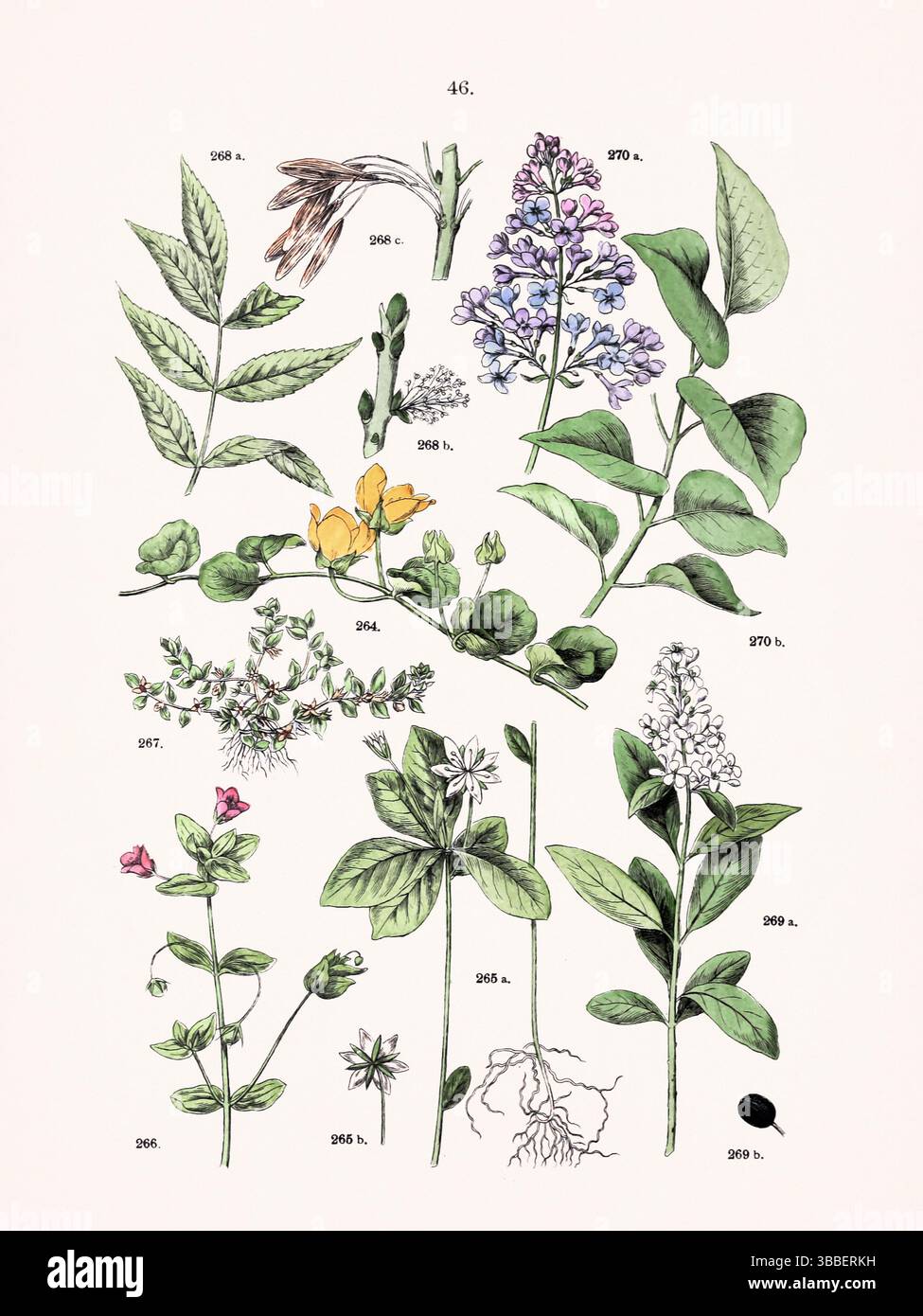 Illustration botanique antique d'un atlas végétal allemand. Vers 1884 : Lysimachia nummularia – Trientalis europaea – Anagallis arvensis – Centunculus minimus – Fraxinus excelsior – Ligustrum vulgare – Syringa vulgare Banque D'Images