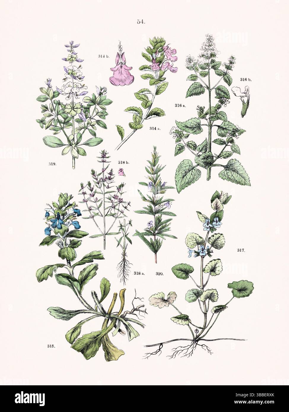 Illustration botanique antique d'un atlas végétal allemand. Vers 1884 : Teucrium chamaedrys – Ajuga pyramidalis – Nepeta cataria – Glechoma hederácea – Satureja hortensis – Ocimum basilicum – Rosmarinus officinalis Banque D'Images