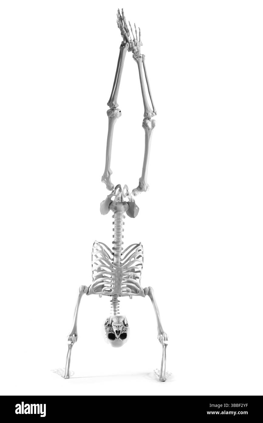 Squelette humain debout sur les mains sur fond blanc Banque D'Images