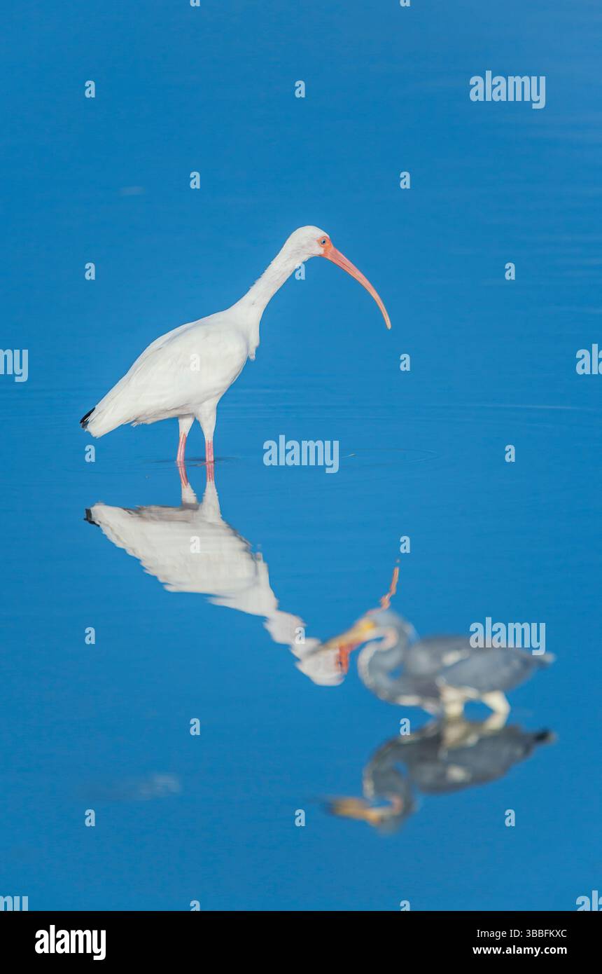 Ibis blanc américain (Eudocimus albus) et héron tricolore (Egretta tricolor) à la recherche de nourriture, Sanibel Island, J.N. Ding Darling National Wildlife Re Banque D'Images
