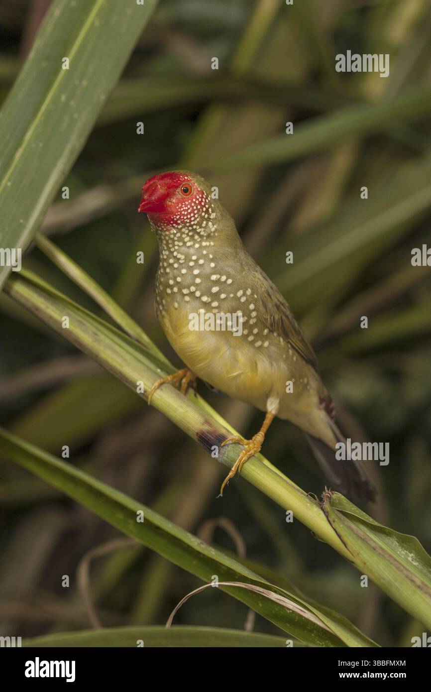 Star Finch (Neochmia ruficauda) Banque D'Images