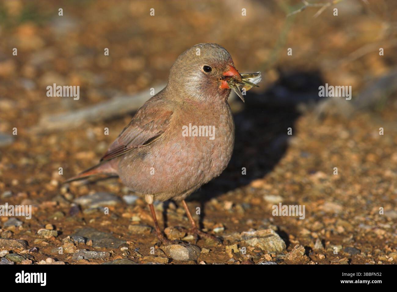 Finch trompettiste (Bucanetes githagineus), Maroc, Afrique Banque D'Images