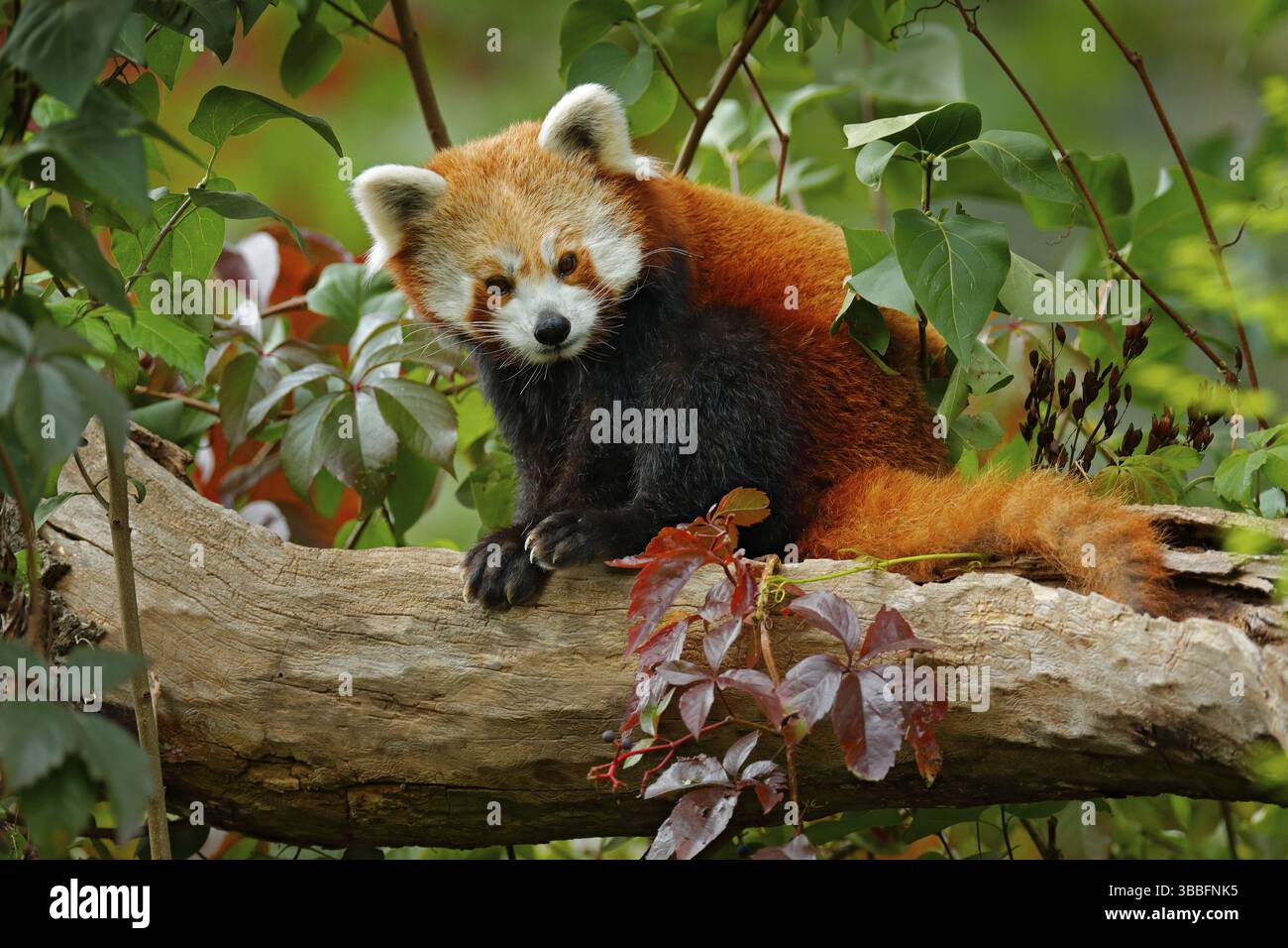 Magnifique panda rouge couché sur l'arbre avec des feuilles vertes. Ours panda rouge, Ailurus fulgens, habitat. Portrait de visage détaillé, animal de Chine. Faune s Banque D'Images