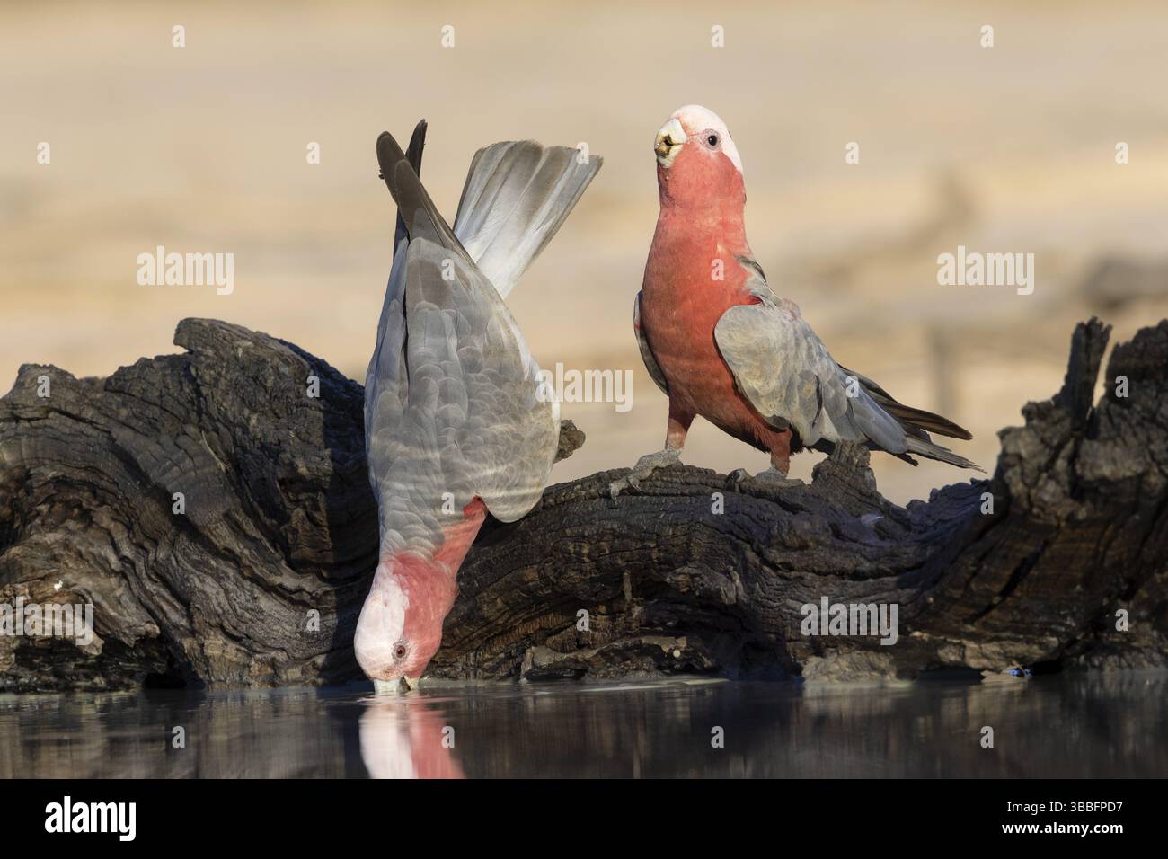 Galah (Eolophus roseicapilla) couple buvant dans un trou d'eau, Victoria, Australie, Océanie Banque D'Images