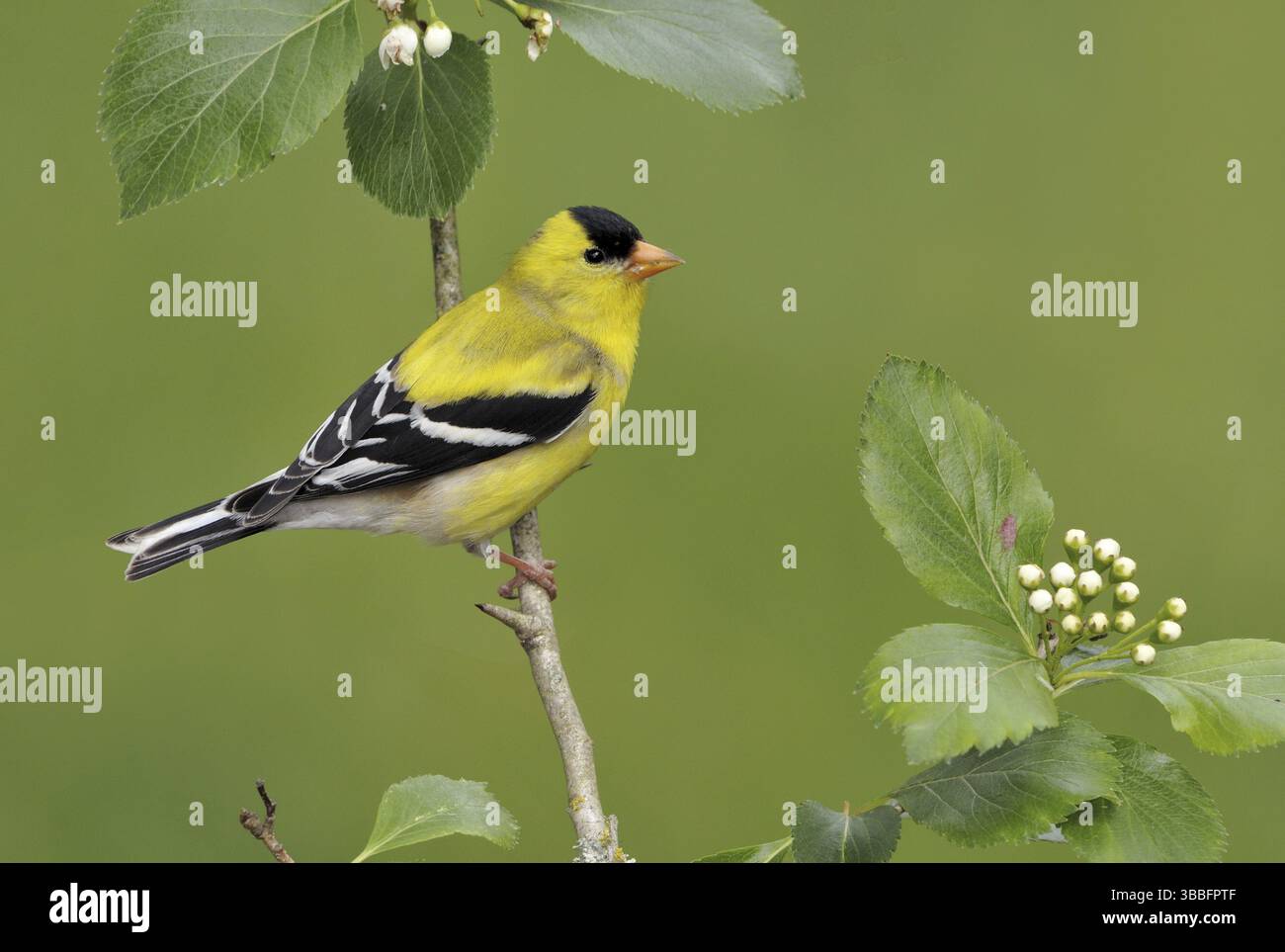 American Goldfinch (Spinus tristis) mâle, Colombie-Britannique, Canada, Amérique du Nord Banque D'Images