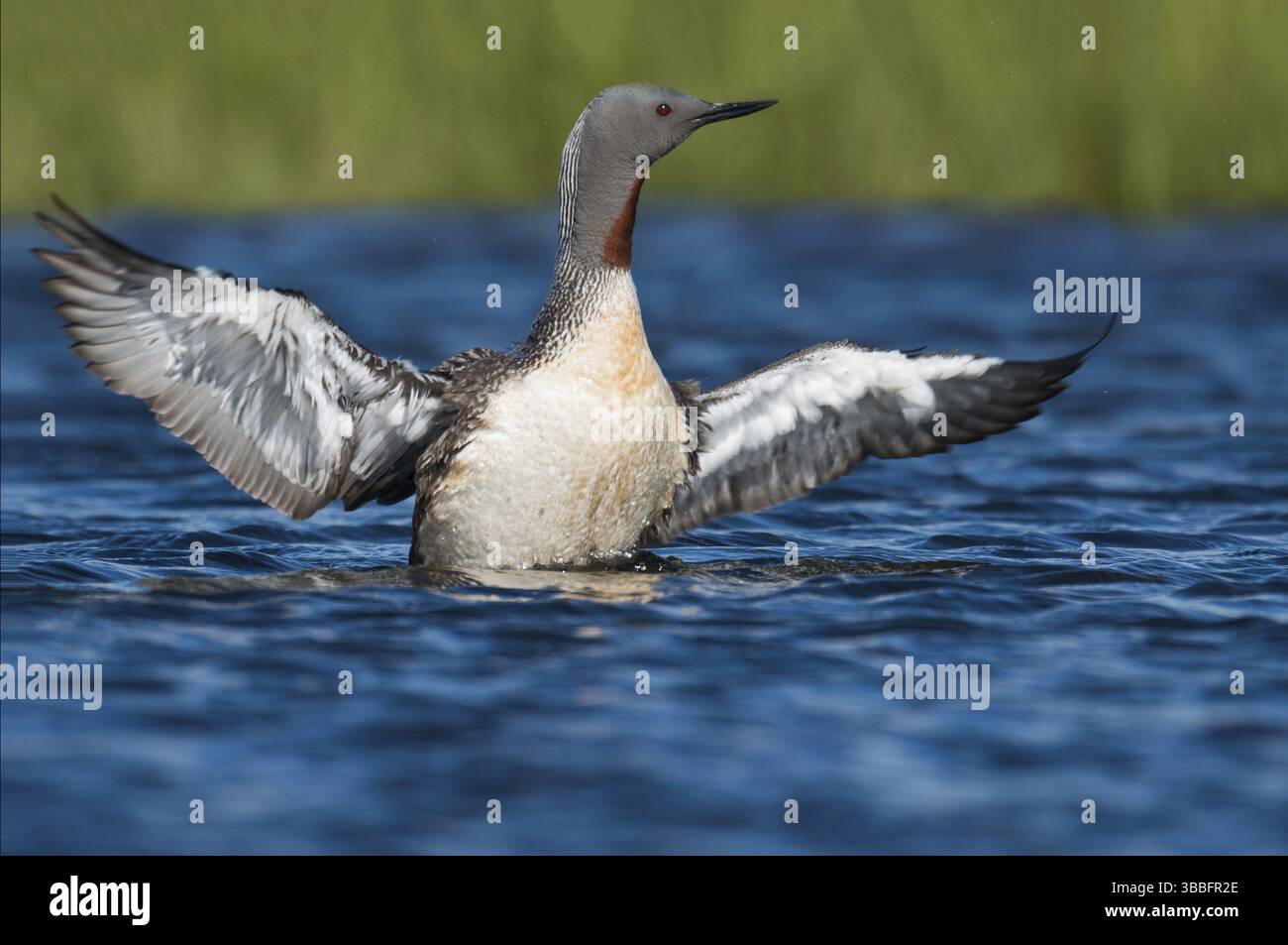 Plongeon rouge (Gavia stellata), Islande, Europe Banque D'Images