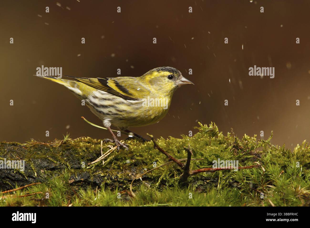 Eurasian Siskin (Spinus spinus) mâle, Utrecht, pays-Bas Banque D'Images