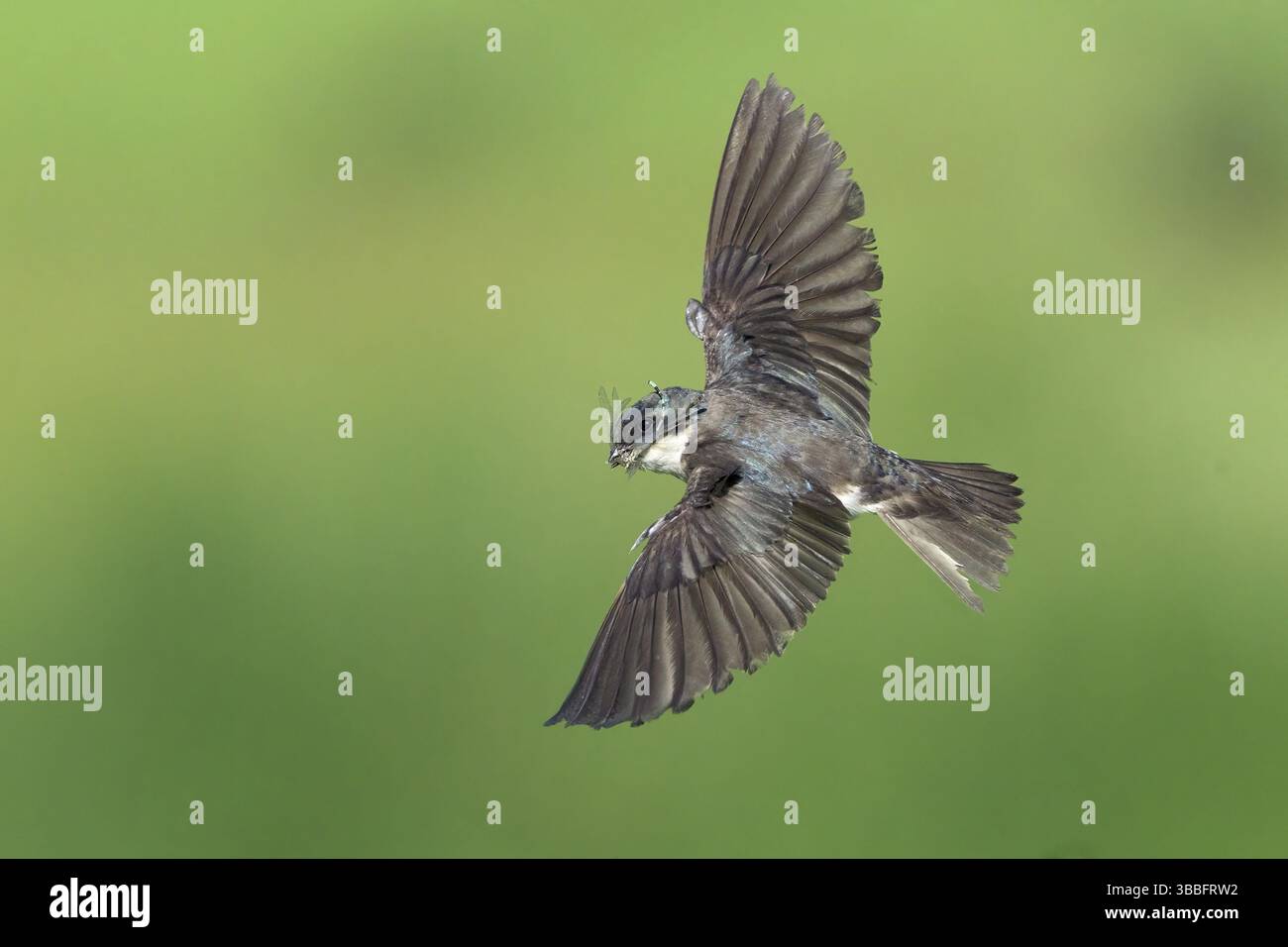 Hirondelle des arbres (Tachycineta bicolor) volant, Colorado, États-Unis, Amérique du Nord Banque D'Images