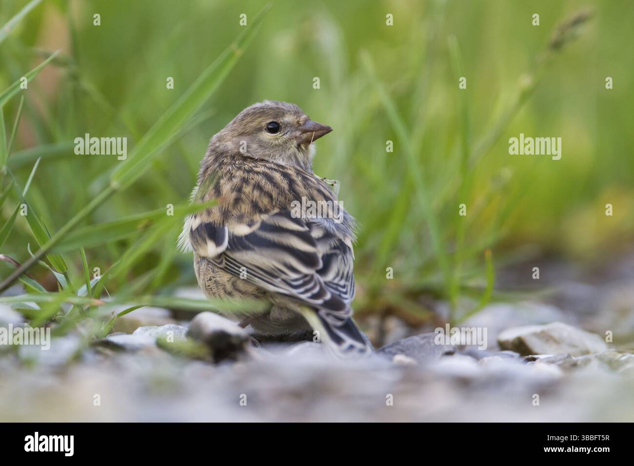 Pingouin Citril - Zitronengirlitz - Carduelis citrinella, Autriche, juvénile, Europe Banque D'Images