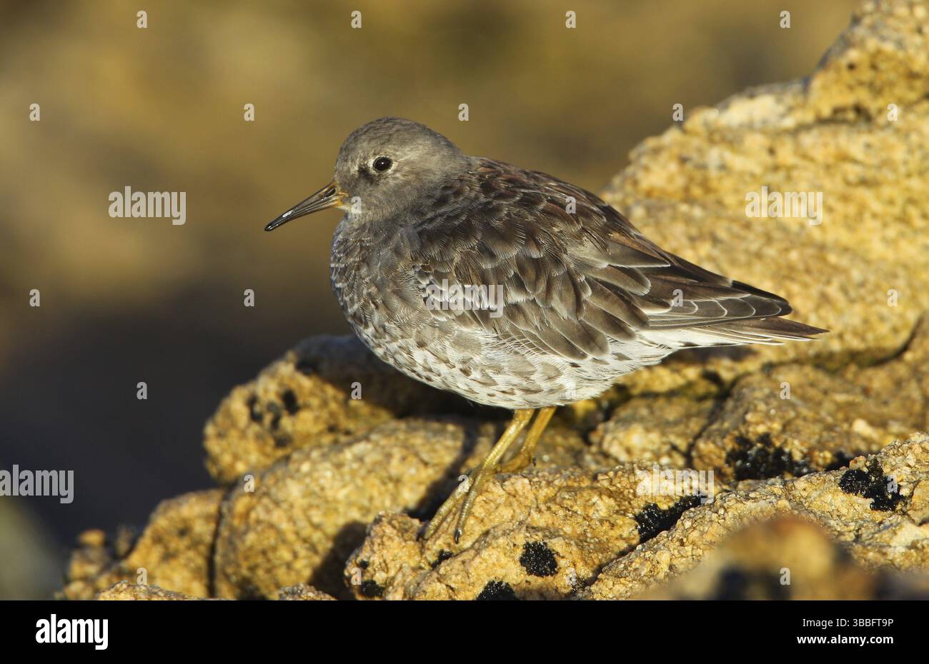 Sandpiper violet (Calidris maritima), Bretagne, France, Europe Banque D'Images