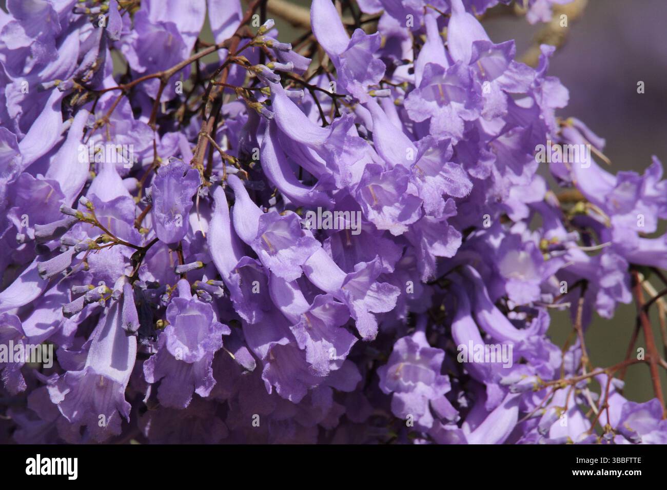 Gros plan de fleurs violettes sur un arbre jacaranda Banque D'Images