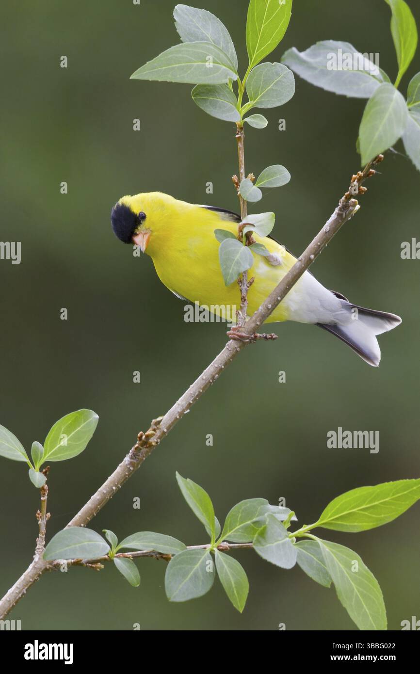 American Goldfinch (Spinus tristis) mâle, Ontario, Canada, Amérique du Nord Banque D'Images