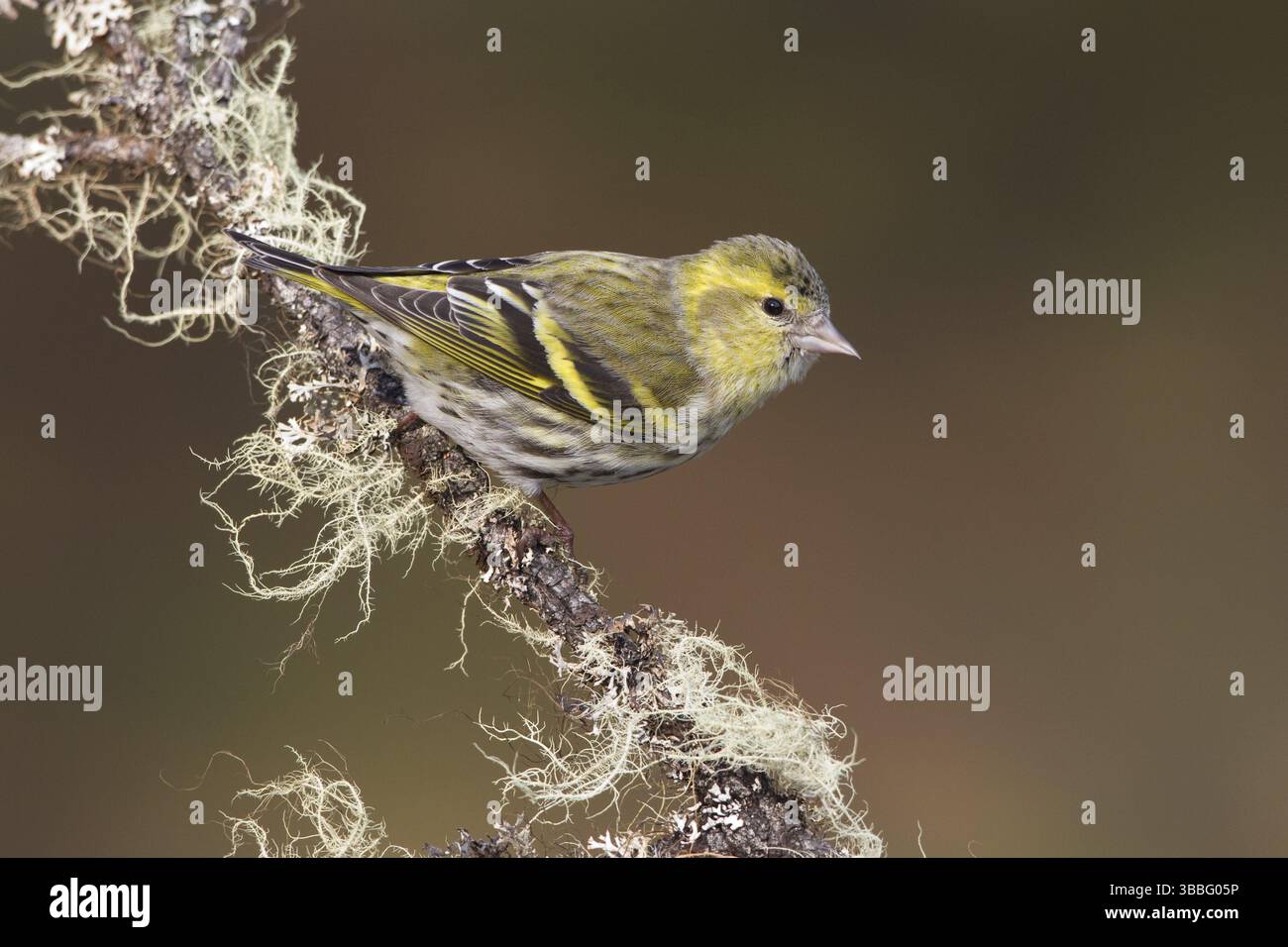 Eurasian Siskin (Spinus spinus) femelle, composé Gallen, Switzerland, Europe Banque D'Images