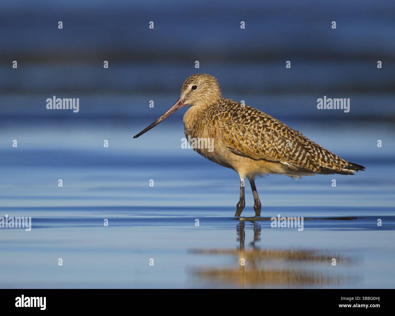 Marbré Godwit (Limosa fedoa) recherche de nourriture, Californie, États-Unis, Amérique du Nord Banque D'Images